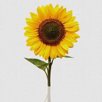 Sunflower Still Life - Orara Studio