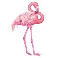 Flamingo 4 - Katerina Kirilova