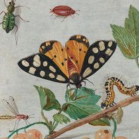 Insects and Fruit - DeinDesign