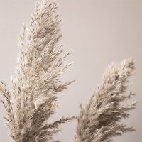 Pampas grass beige - Mareike Böhmer