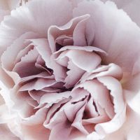 Blooming Carnation - U + Me Studio