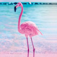 Fancy Flamingo Pink - Andrea Haase
