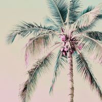 Pastel Palm - Andrea Haase