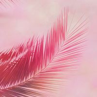 Pink Tropics - Andrea Haase