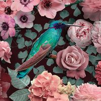 Hummingbirds Romance - Andrea Haase
