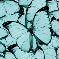 Teal Butterflies - cafelab - Emanuela Carratoni