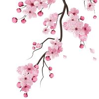 Sakura Flower - DeinDesign