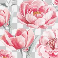 Rosa Pfingstrosen - Oana Soare