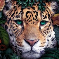 Jaguar in the jungle green - Reinders!
