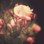 Beautiful Rose - DeinDesign