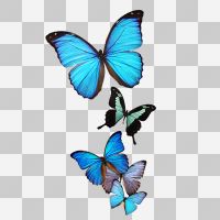 Butterfly Transparent - cafelab - Emanuela Carratoni