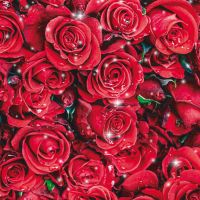 Red Roses Sparkling - DeinDesign