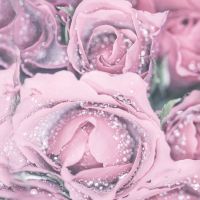 Pink Roses Sparkling - DeinDesign