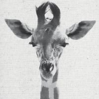 Giraffe 1 - Froilein Juno