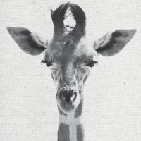 Giraffe 01 - Froilein Juno