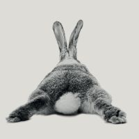 Rabbit 23 - Froilein Juno