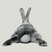 Hase 23 - Froilein Juno