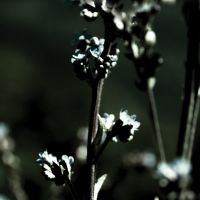 Wild_Flower_01 - Froilein Juno