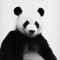 Panda 04 - Froilein Juno