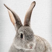 Rabbit 34 - Froilein Juno