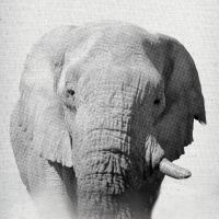 Portrait Elefant 06 - Froilein Juno