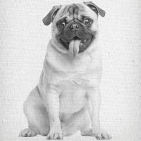 Portrait Mops 02 - Froilein Juno