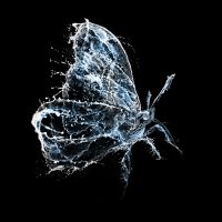 Water Butterfly - Sascha Bokelmann