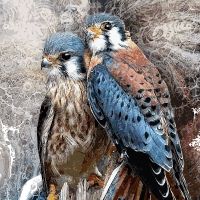 Colourful hawks pair - Greenfeed