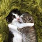 Cuddly kitties - DeinDesign