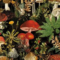 Different Mushrooms In The Forest - UtART