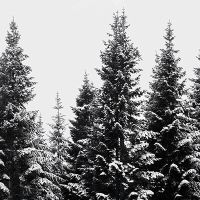 Snow Covered Trees - Mareike Böhmer