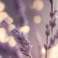 Lavender Close Up with AI - treechild