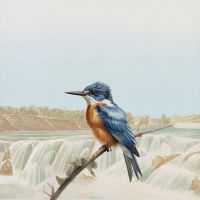 Kingfisher Retro - UtART