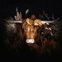 Highland Cow - Reinders!