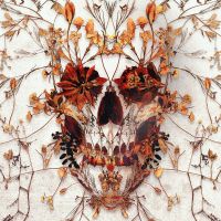 Delicate Skull - Ali Gulec