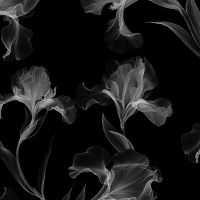 PopSockets PopGrip  schwarz