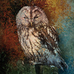 Owl Greenfeed - Greenfeed