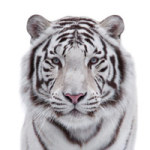 White Tiger - DeinDesign