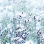 Romantic Meadow - DeinDesign