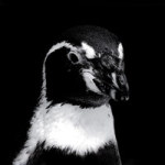 Pinguin - DeinDesign