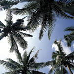 Palm View - DeinDesign