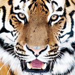 Tiger Close Up - DeinDesign