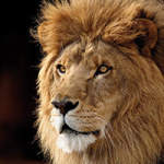 Lion King - DeinDesign