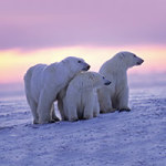 The Polar bears - DeinDesign