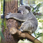 Koala - DeinDesign