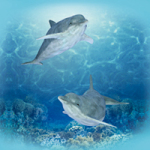 Happy Dolphins - Ancello