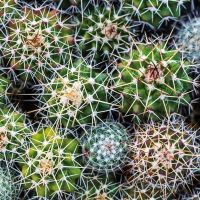 Arizona - DeinDesign