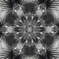 Janetonic - Shellic - JANETONIC