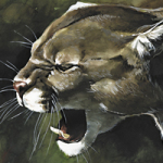 Puma 1 - Wild and Free by Timo Wuerz