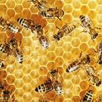 Busy Bees - DeinDesign